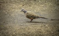 Spotted Dove