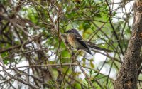 Grey Fantail