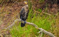 Great Cormorant