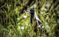 Australian Magpie