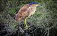 Nankeen Night Heron