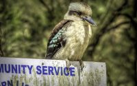 Laughing Kookaburra