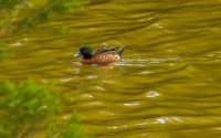 Chestnut Teal Duck