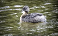 Hoary-headed Grebe