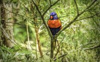 Rainbow Lorikeet