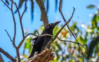 Pied Currawong
