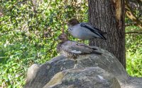 Australian Wood Ducks