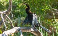 Australasian Darter