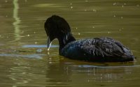 Eurasian Coot