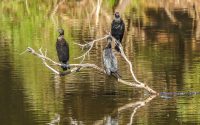 Little Black Cormorants