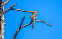 Eastern Rosella