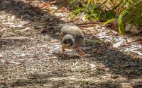 Noisy Miner