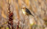 Golden-headed Cisticola