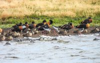 Australian Shelduck (background)