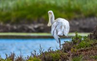 Yellow-billed Spoonbill