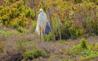 Great Egret