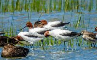 Red-necked Avocets (centre)