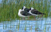 Pied Stilts