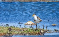 Masked Lapwing