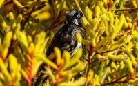 New Holland Honeyeater