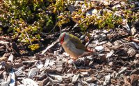 Red-browed Finch