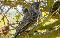 Little Wattlebird