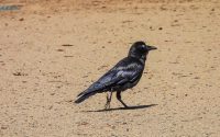 Australian Raven