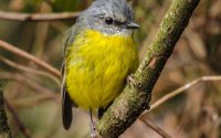Eastern Yellow Robin