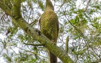 Satin Bowerbird