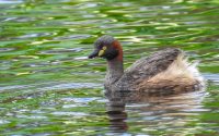 Australasian Grebe