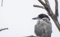 Grey Butcherbird