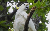Sulphur-crested Cockatoo