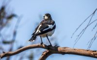 Magpie Lark