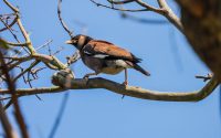 Common Mynah