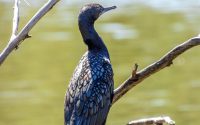 Little Black Cormorant