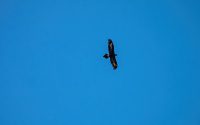 Wedge-tailed Eagle