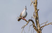 Crested Pigeon