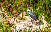 White-fronted Chat (male)