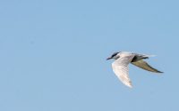 Whiskered Tern