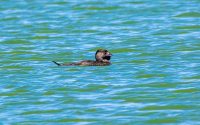 Musk Duck (male)