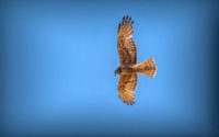 Swamp Harrier