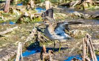 Sharp-tailed Sandpiper