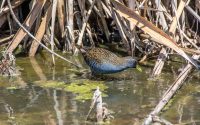 Australian Spotted Crake