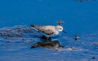 Red-necked Stint