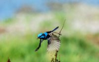 Supberb Fairywren (Male)