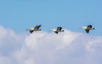 Australian Pelicans