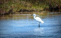 Little Egret