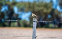 Australian Pipit