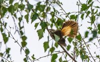 Australian Rufous Fantail