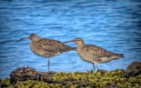 Whimbrell